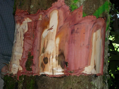 Close up girdled tree